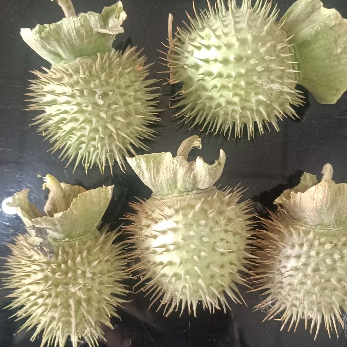 High-Quality Natural Dried Dat - Candle Making And Perfume 评论和价格