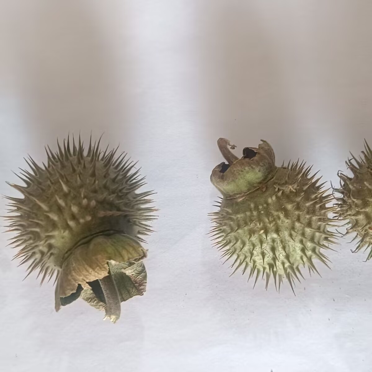 High-Quality Natural Dried Dat - Candle Making And Perfume 评论和价格